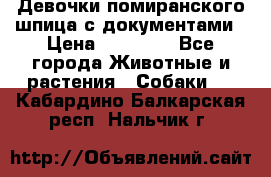 Девочки помиранского шпица с документами › Цена ­ 23 000 - Все города Животные и растения » Собаки   . Кабардино-Балкарская респ.,Нальчик г.